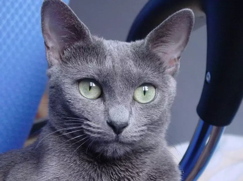 russian blue cat breed
