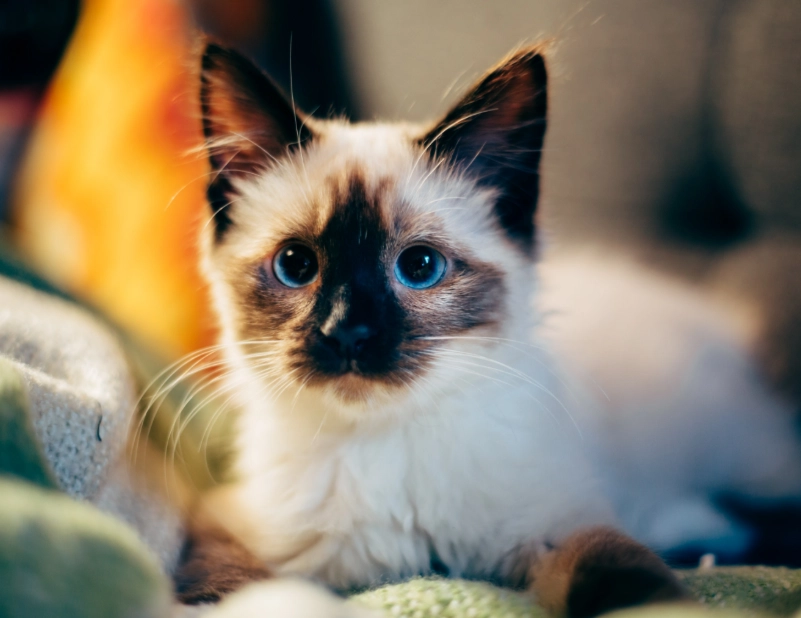 Siamese cat personality