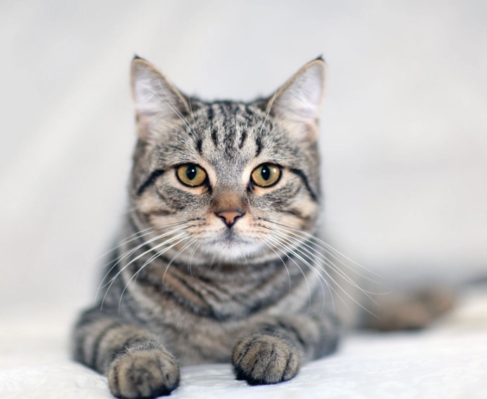 grey tabby cat personality