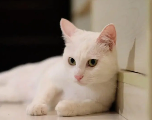 Russian White cat personality Russian White cat personality