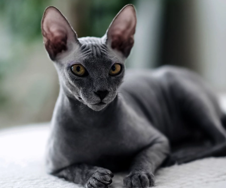 sphinx cat care