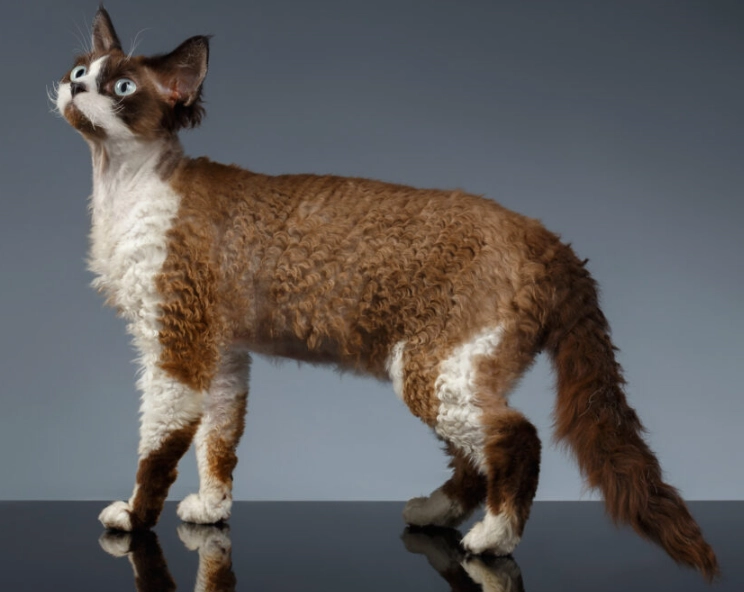 devon rex cat personality