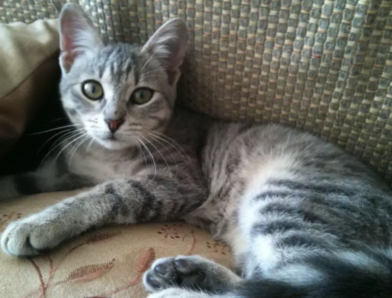 grey tabby cat care