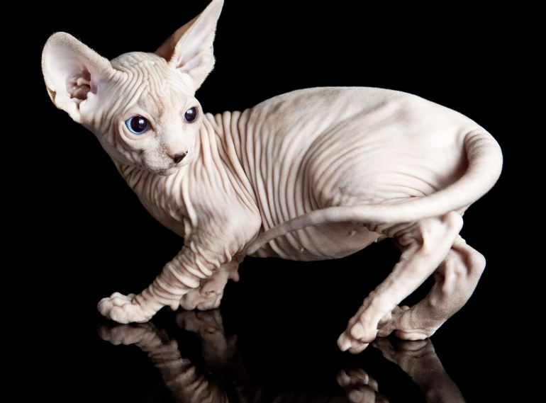 sphinx cat care