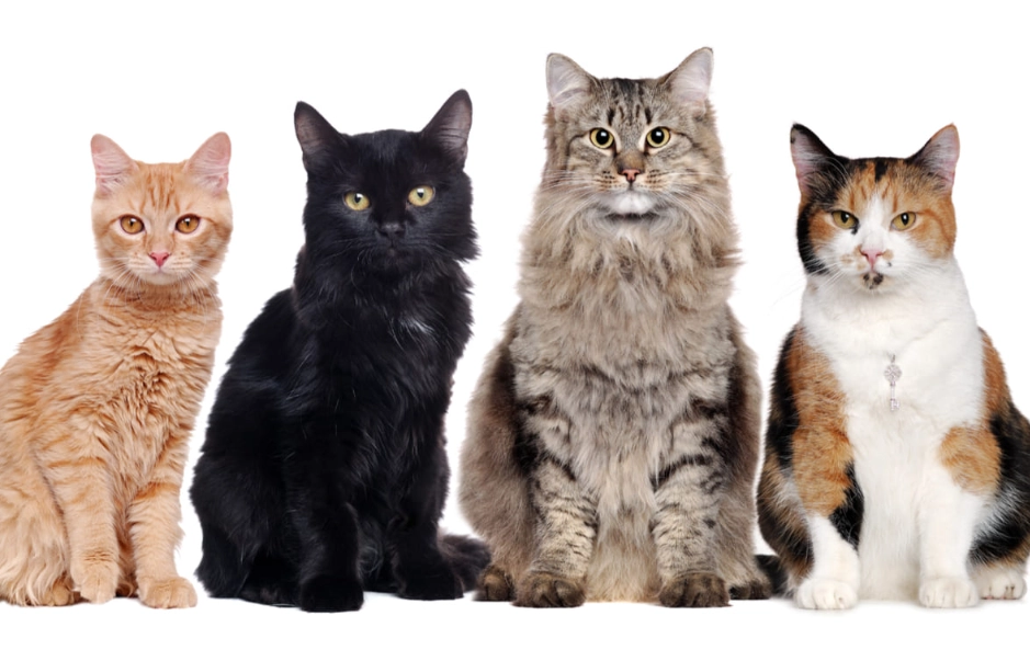 cat species list cat species list