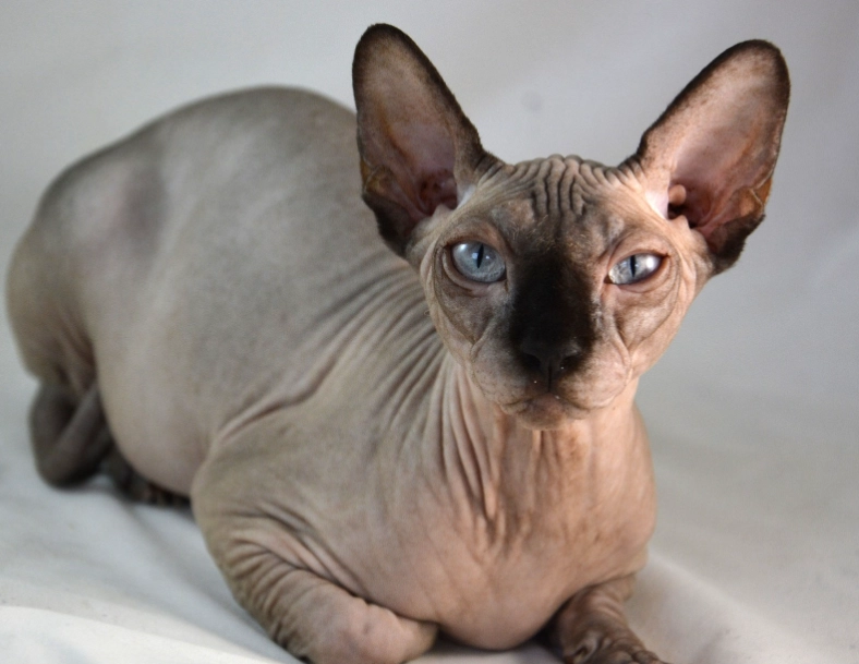 sphinx cat personality