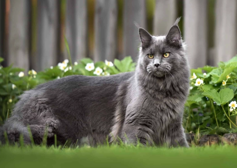 maine coon cat size