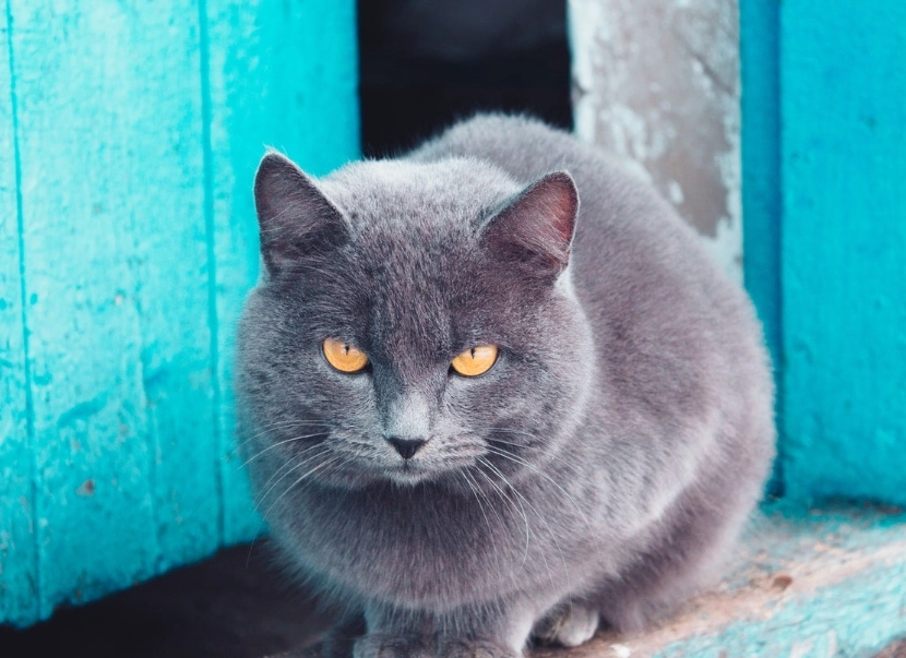 russian blue cat breed