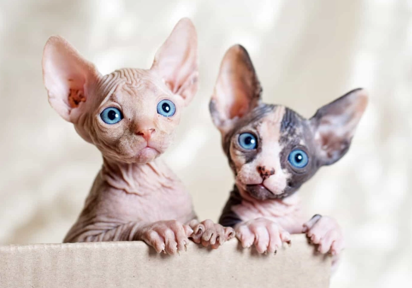 hairless cat breed