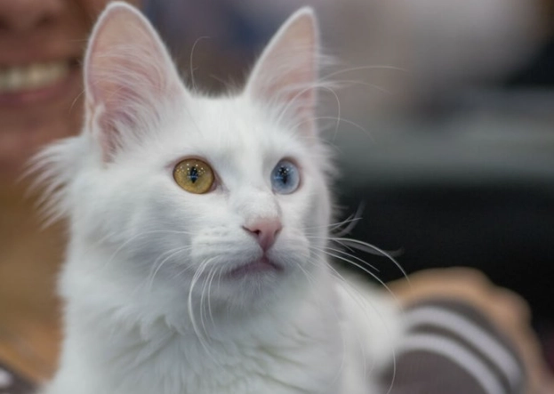 Angora cat Angora cat