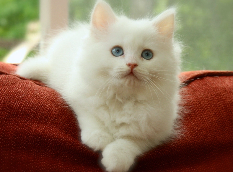Russian White kitten price Russian White kitten price