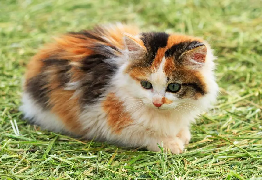 calico cats female calico cats female