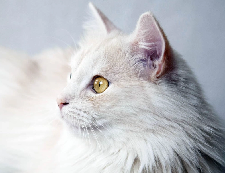 Turkish Angora cat Turkish Angora cat