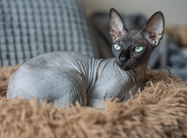 hairless cat breed
