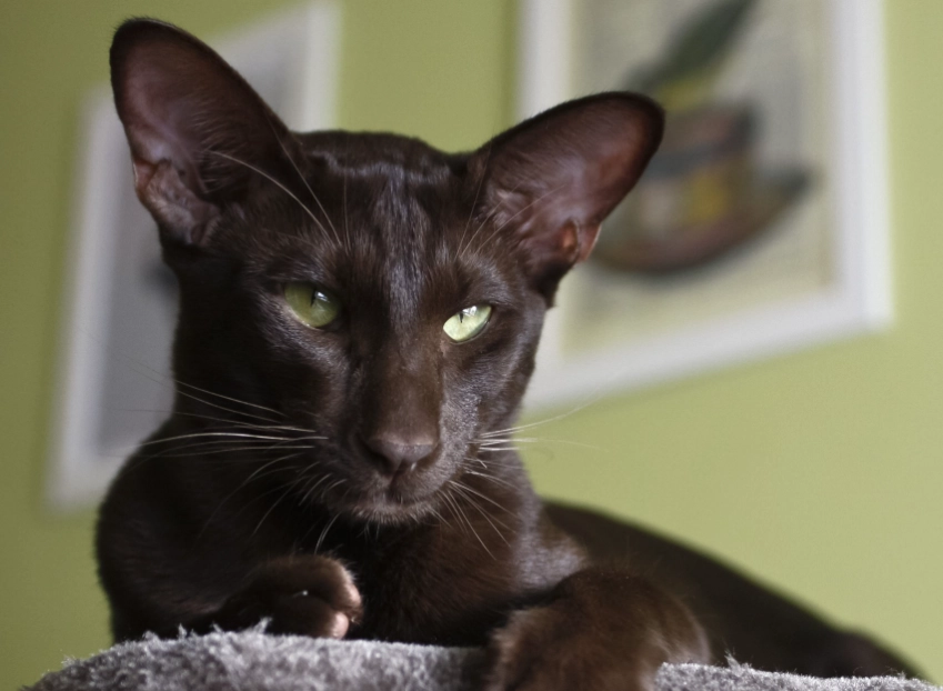oriental cat care