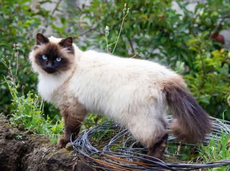 Himalayan cat care