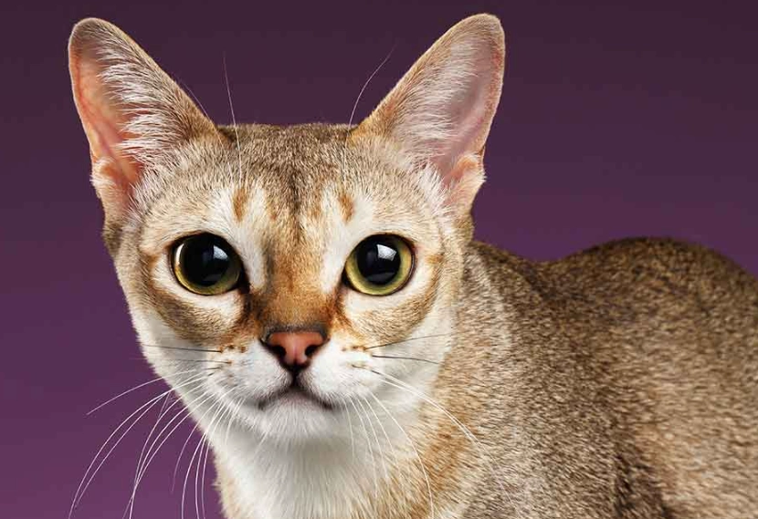 adopt Singapura cat Singapore