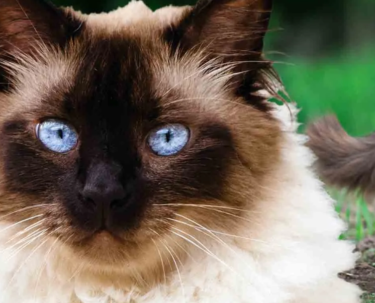 Himalayan Persian cat