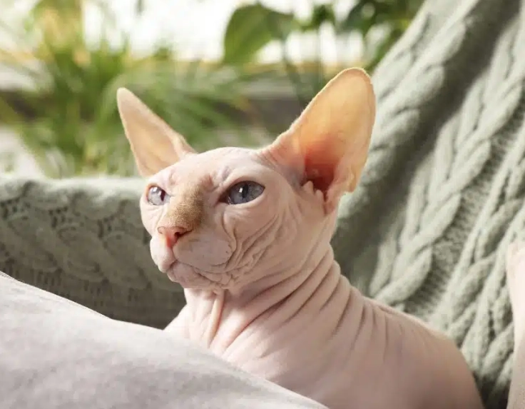 sphynx cat care