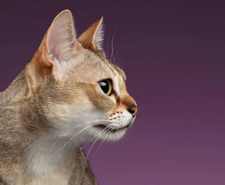 Singapura cat Singapore