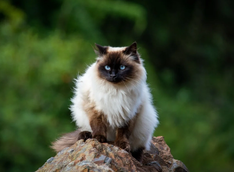 Himalayan Persian cat