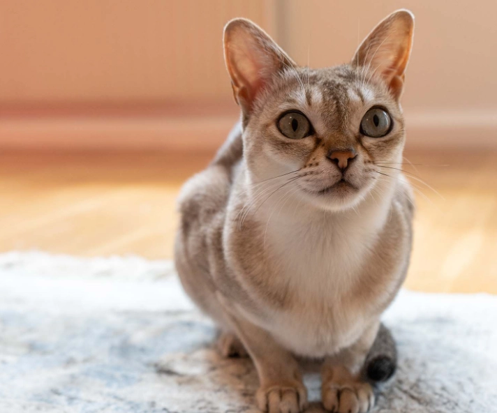 Singapore cat breed