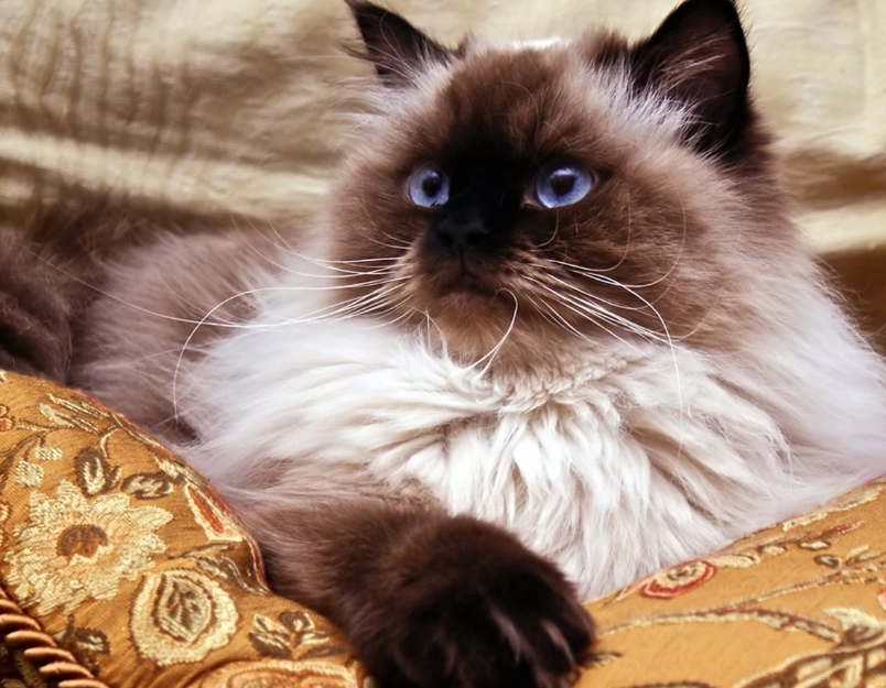 Himalayan cat care