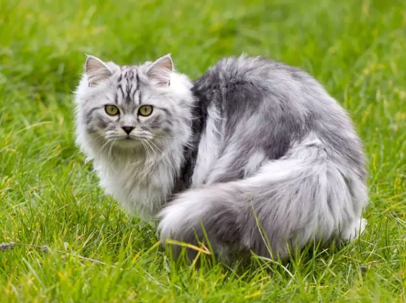 persian cat health problems