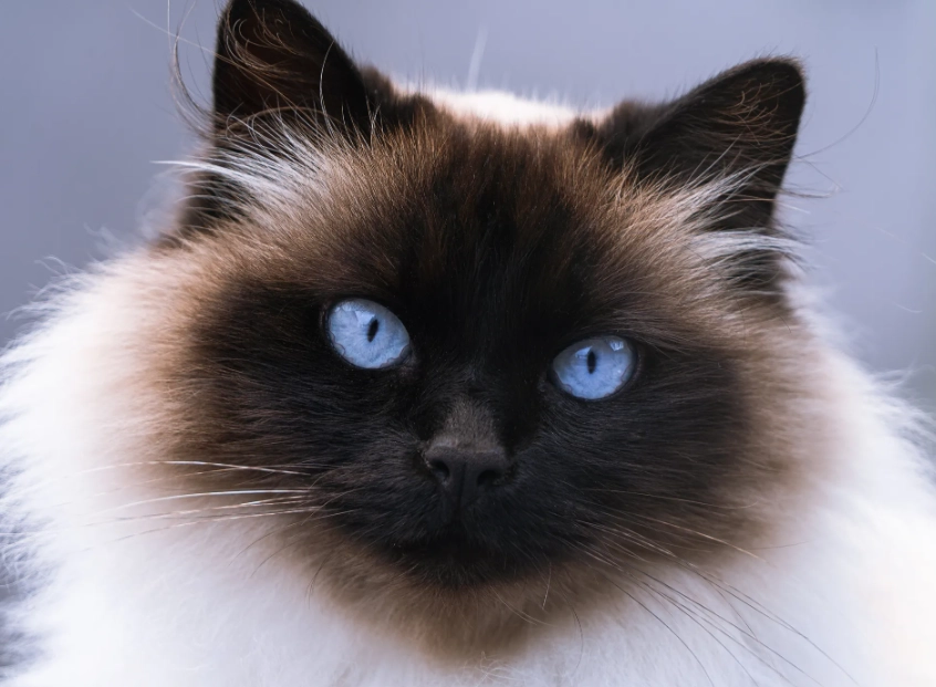 Himalayan cat care