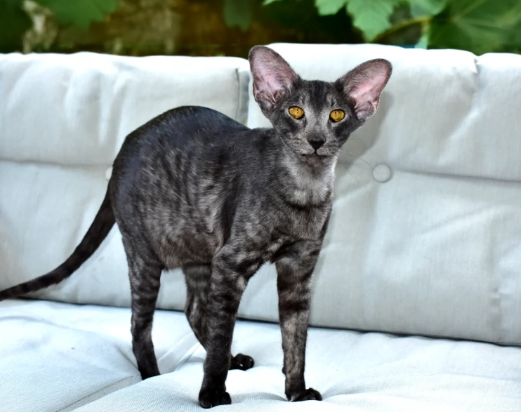 oriental shorthair cat