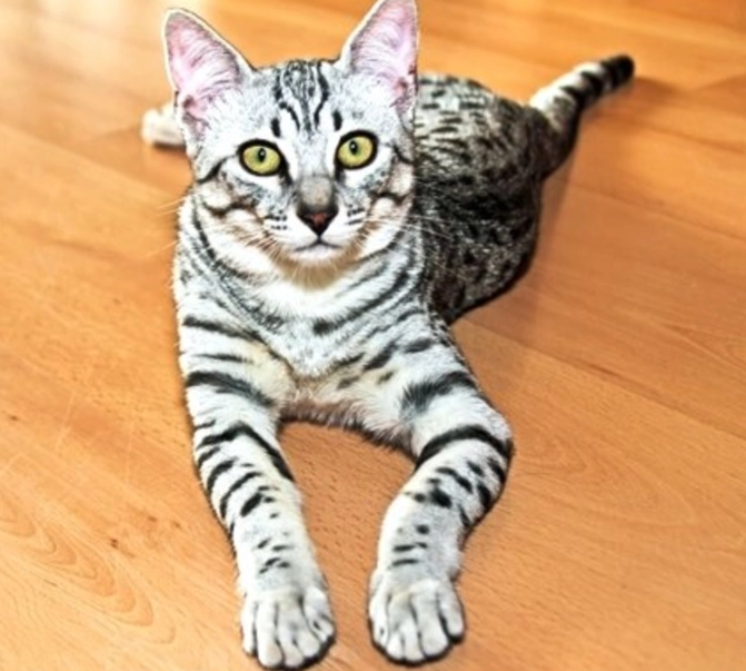 Egyptian Mau cat