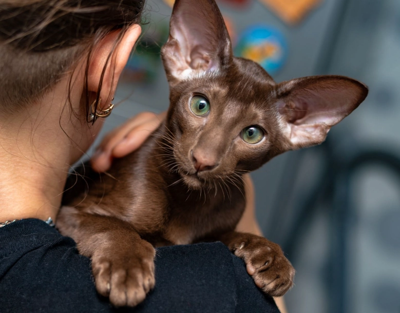 oriental shorthair cat