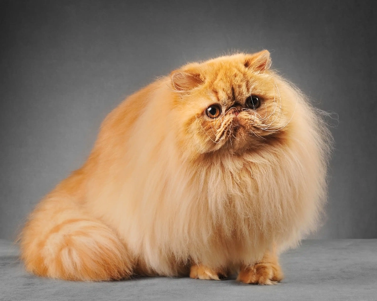 persian cat personality