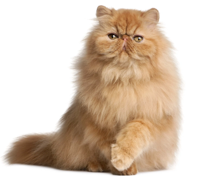 persian cat health problems