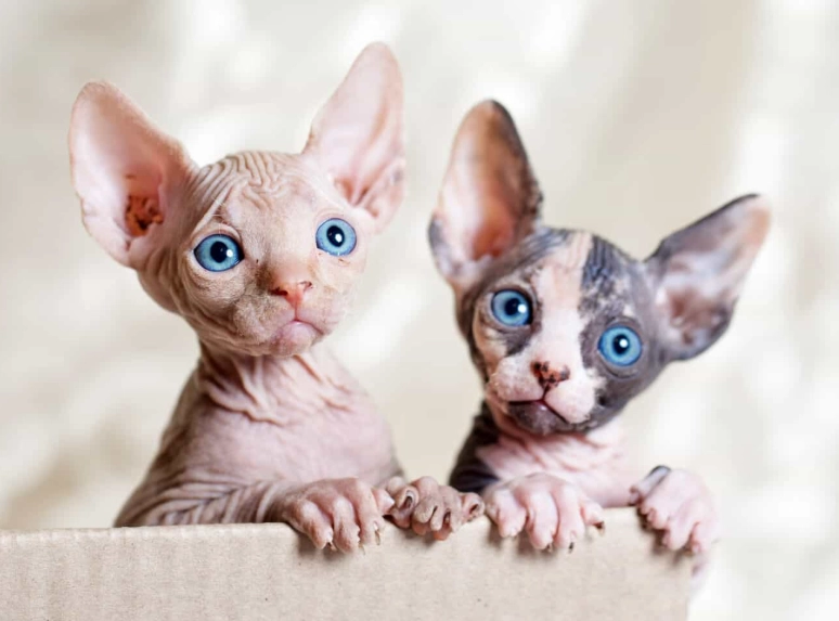 sphynx cat care