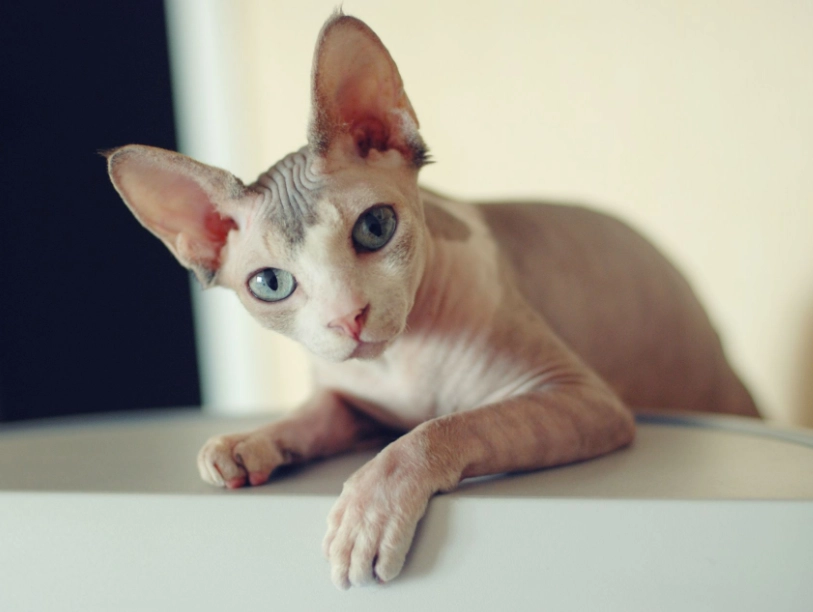 sphynx cat personality