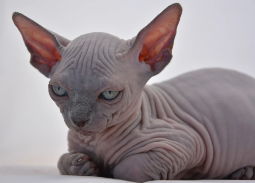 sphynx cat care
