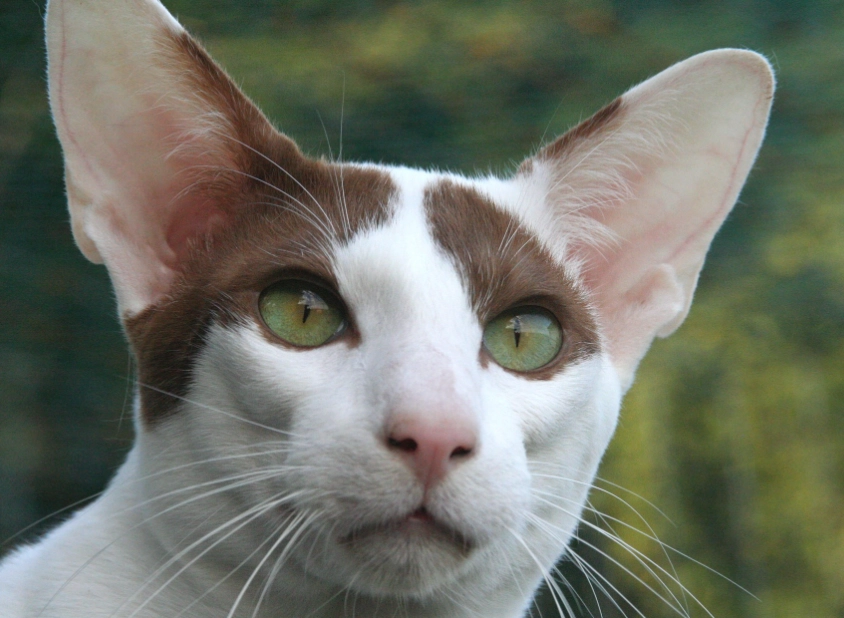 oriental cat breed