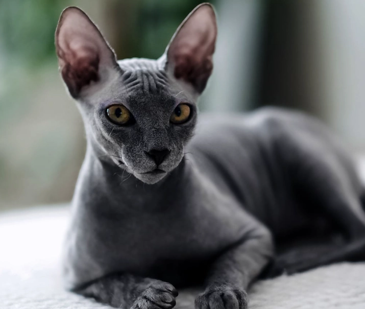 sphynx cat personality