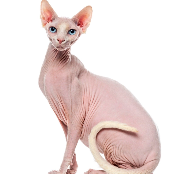 hairless cat breed