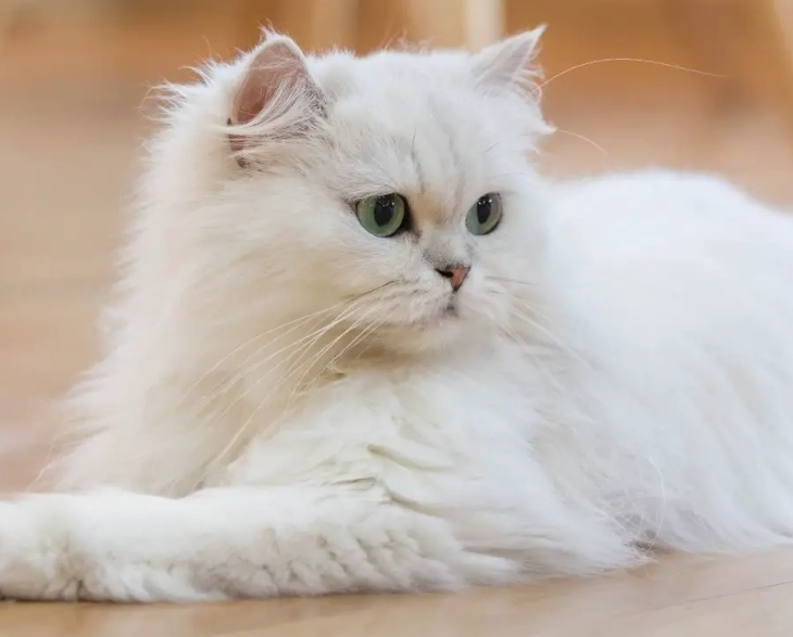 persian cat personality