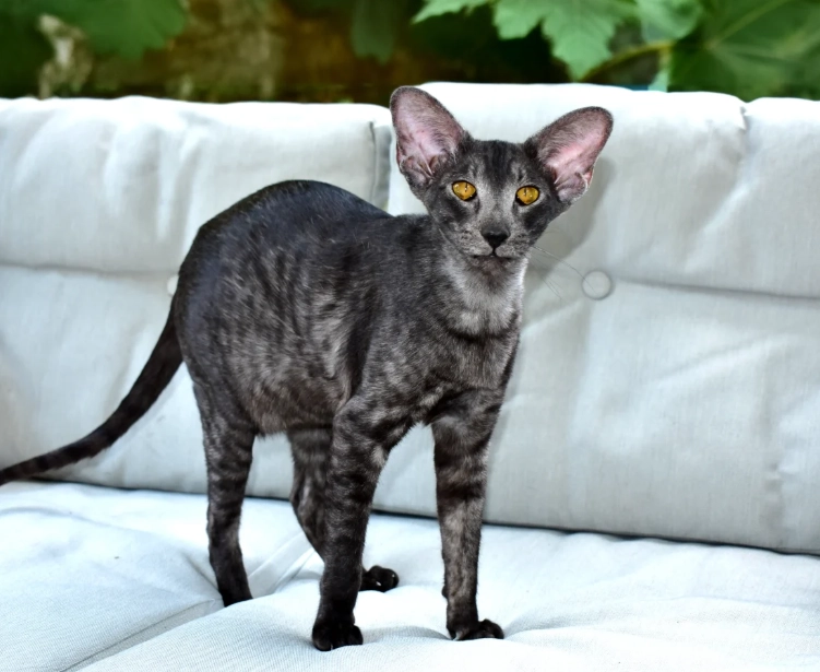 black oriental shorthair