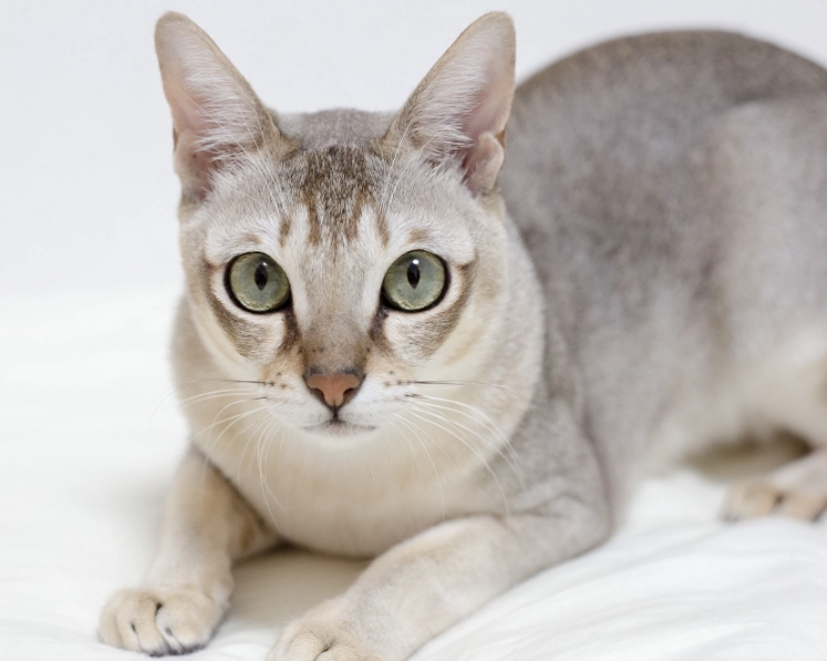 adopt Singapura cat Singapore