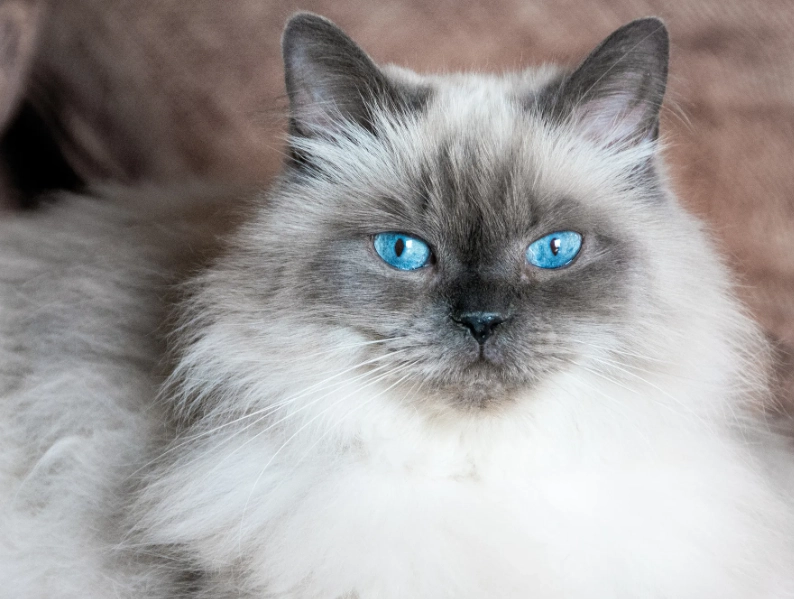 Himalayan cat personality