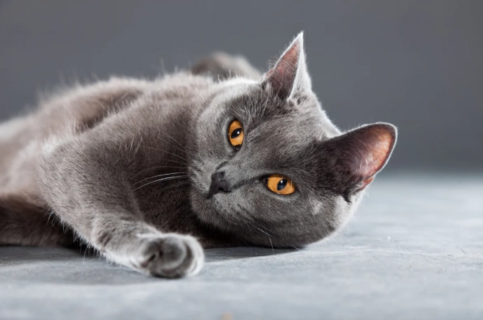 Chartreux cat personality