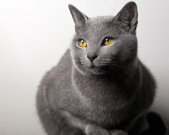 Chartreux cat personality