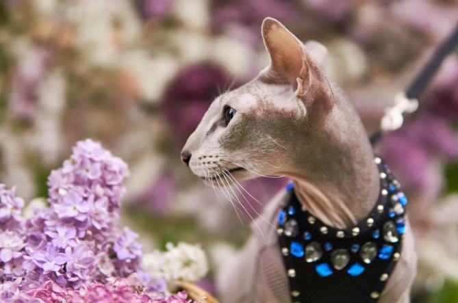 Peterbald cat breed