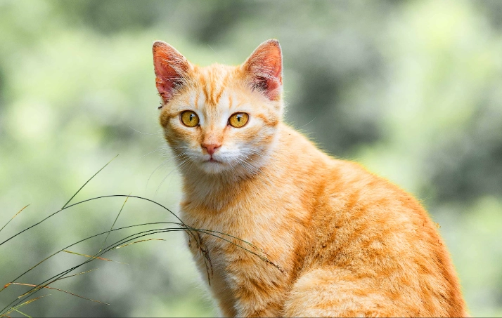 orange tabby personality