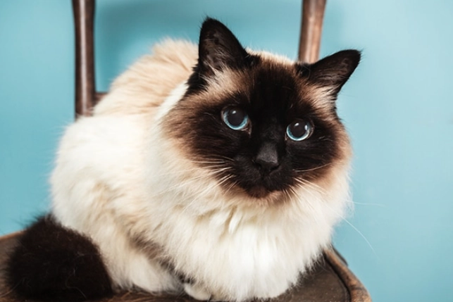 Birman cat vs Ragdoll