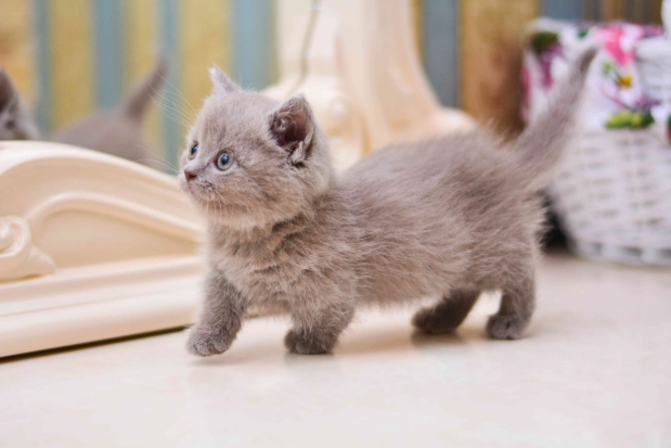 munchkin cat care